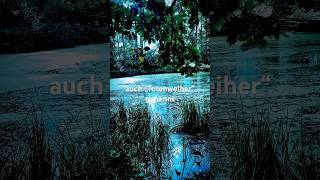 Rothallenweiher Muttenz Switzerland sagen wald weiher legend pond mysterious [upl. by Specht]