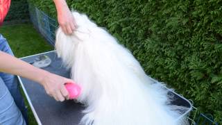 Fellpflege beim Langhaarhund mit der Tangle Teezer Bürste [upl. by York]