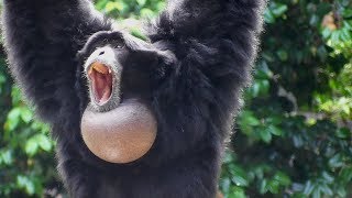 Siamang Gibbons 02  howling and performance [upl. by Selyn27]