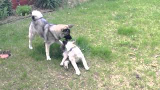 Norwegian Elkhound Fight [upl. by Eirrol]