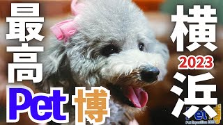 【Pet博2023横浜】横浜も凄すぎた！ペット博で最高の笑顔の愛犬トルテ💗大運動会で視聴者さん応援ありがとう💕inパシフィコ横浜【後編】（トイプードルのTorte channel [upl. by Anihtyc533]