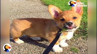 Corgi Puppy Experiences So Many Firsts  The Dodo [upl. by Malha339]