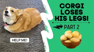 Talking corgi LOSES his legs Part 2 shorts [upl. by Artemis]