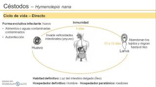 Ciclo de vida 1  Hymenolepis nana [upl. by Varion471]