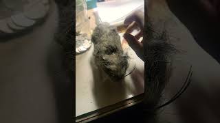 Gray hairy rat from Spirit Halloween grayhairyrat spirithalloween [upl. by Aicnorev]