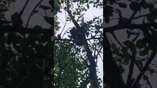 Black and Tan Coonhound Barking and Treeing a Racoon hounddog hunting huntingdog dog outdoors [upl. by Kenlay381]