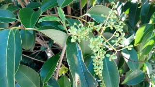 Ligustrum lucidum Broadleafprivet [upl. by Thelma704]