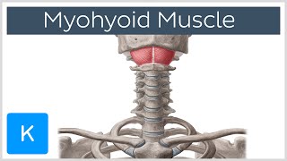 Mylohyoid Muscle  Attachments amp Function  Human Anatomy  Kenhub [upl. by Ledarf359]