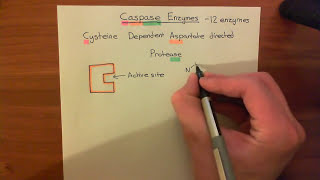 Introduction to Apoptosis  The Caspase Enzymes Part 1 [upl. by Ursa]