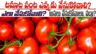 Summer Tamata Cultivation  Tamata Crop In Telugu  Tamata Sagu  టమాట సాగు [upl. by Malanie]