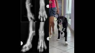 Canine metacarpalphalangeal arthrodesis vet veterinarian cvms [upl. by Nowujalo]