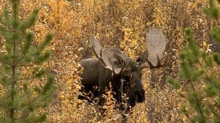 Moose Hunt  Chasse Orignal Yukon 7 [upl. by Neesay468]