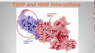 Matrix metalloproteinases [upl. by Doughman]