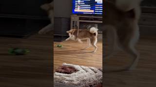 Husky Chases Race Car [upl. by Faxan]