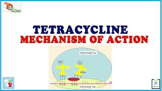 Tetracycline Mechanism of Action [upl. by Enyleuqcaj]