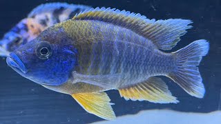 ALL LAKE MALAWI BEAUTY MIXED MALAWI CICHLIDS [upl. by Eden]