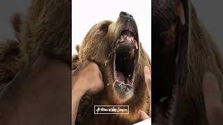 Man punches grizzly bear loses jaw  Bear attack shorts wildspaces grizzlyattack [upl. by Aivekal993]