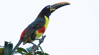 CANTO do ARAÇARICASTANHO PTEROGLOSSUS CASTANOTIS CHESTNUTEARED ARACARI TUKANI Ave exótica [upl. by Arva263]