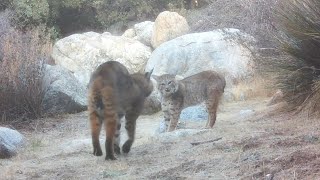 Bobcats Screaming  Courtship Battle [upl. by Rosol]