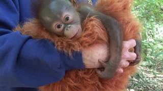 Baby Orangutan Born at the Houston Zoo [upl. by Eeraj]