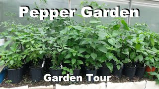 Pepper Garden Tour 2023  Over 300 Plants and Almost 150 Varieties [upl. by Knick732]