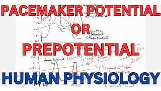 Pacemaker potential PREPOTENTIAL Autorhythmicity of Pacemaker tissue [upl. by Brandenburg]