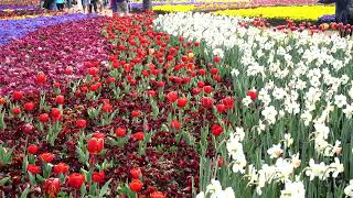 FLORIADE FLOWER FESTIVAL IN CANBBERA [upl. by Ninazan164]