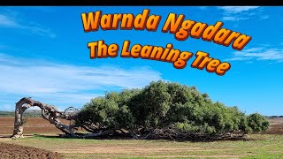 The Leaning Tree Warnda Ngadara [upl. by Jereld973]