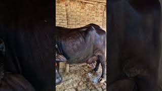 Ph 81950 08252 ਸੱਜਰ ਸੂਈ ਮੱਝ ਵਿਕਾਊ one buffalo for sale roopdaieyfarming [upl. by Vinnie]