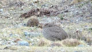 PERDIZ COPETONA  Elegant Tinamou  Eudromia elegans [upl. by Keel352]