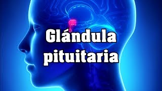 Glándula pituitaria [upl. by Pinebrook15]