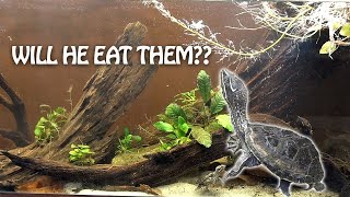 How I clean my Turtle tank and I added FISH [upl. by Airdnahs]