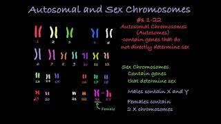 Reading Karyotypes [upl. by Hegyera499]