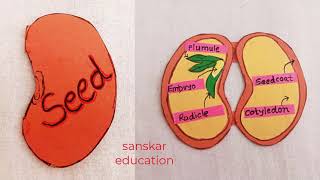 Science TLM Structure of seed tlm of seed structure  Dicot seed structure science project model [upl. by Llewsor]