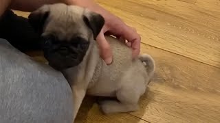 Pug puppy has the tickles in just the right spot [upl. by Zilvia]