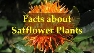 Facts about Safflower Plants [upl. by Asimaj]