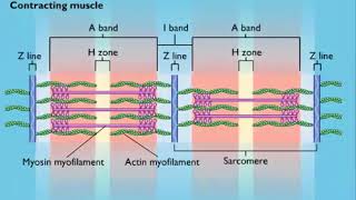 Sarcomere Contraction [upl. by Maryly]