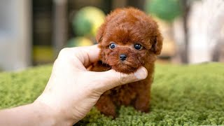 10 Dog Breeds That Have The Cutest Puppies [upl. by Allbee]