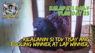 Kalapati Pigeon Race Daily Vlog Day 25 Kilalanin si TDV Tisay Ang Pooling winner 🏆 at Lap winner [upl. by Haman]