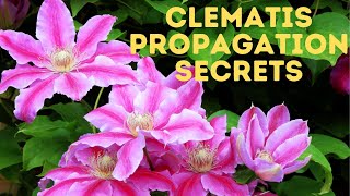 The Secrets to Clematis cuttings  The REAL WAY [upl. by Idell]