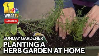 Parsley sage rosemary and thyme planting an herb garden at home [upl. by Telfore]