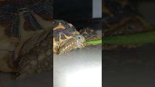 Indian Star tortoise Tortoise video Star tortoise cute beby tortoise turtle reptiles pets [upl. by Ressay2]