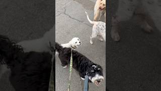 DOGEXWell Behaved Pack Dogs and Zac🤣 dogobedience dogreaction dogreactivity dogsocialization [upl. by Jordison]