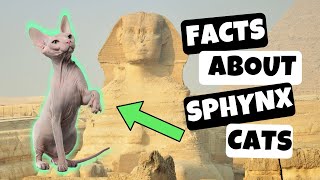 10 Interesting Facts About Sphynx Cats [upl. by Kaz]