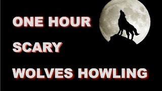 Wolves Howling Sounds  One Hour  HQ [upl. by Edelson]