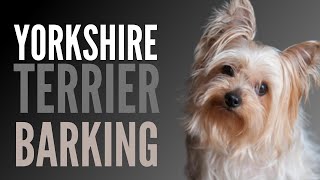 Yorkshire Terrier Barking Sounds To Make Your Dog REACT [upl. by Isidora264]