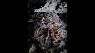 Spanish Oranges nomming on a tarantula corpse [upl. by Blasien]