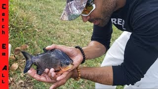 Catching BABY PACU and BABY TURTLES with BARE HANDS [upl. by Yahsram]