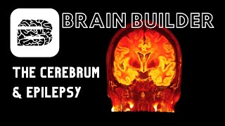 Cerebrum and Epilepsy  Real 3D Anatomy [upl. by Kamat]