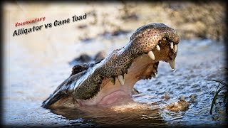 Alligator Eats Marine Toads 01 Stock Footage [upl. by Yerak]